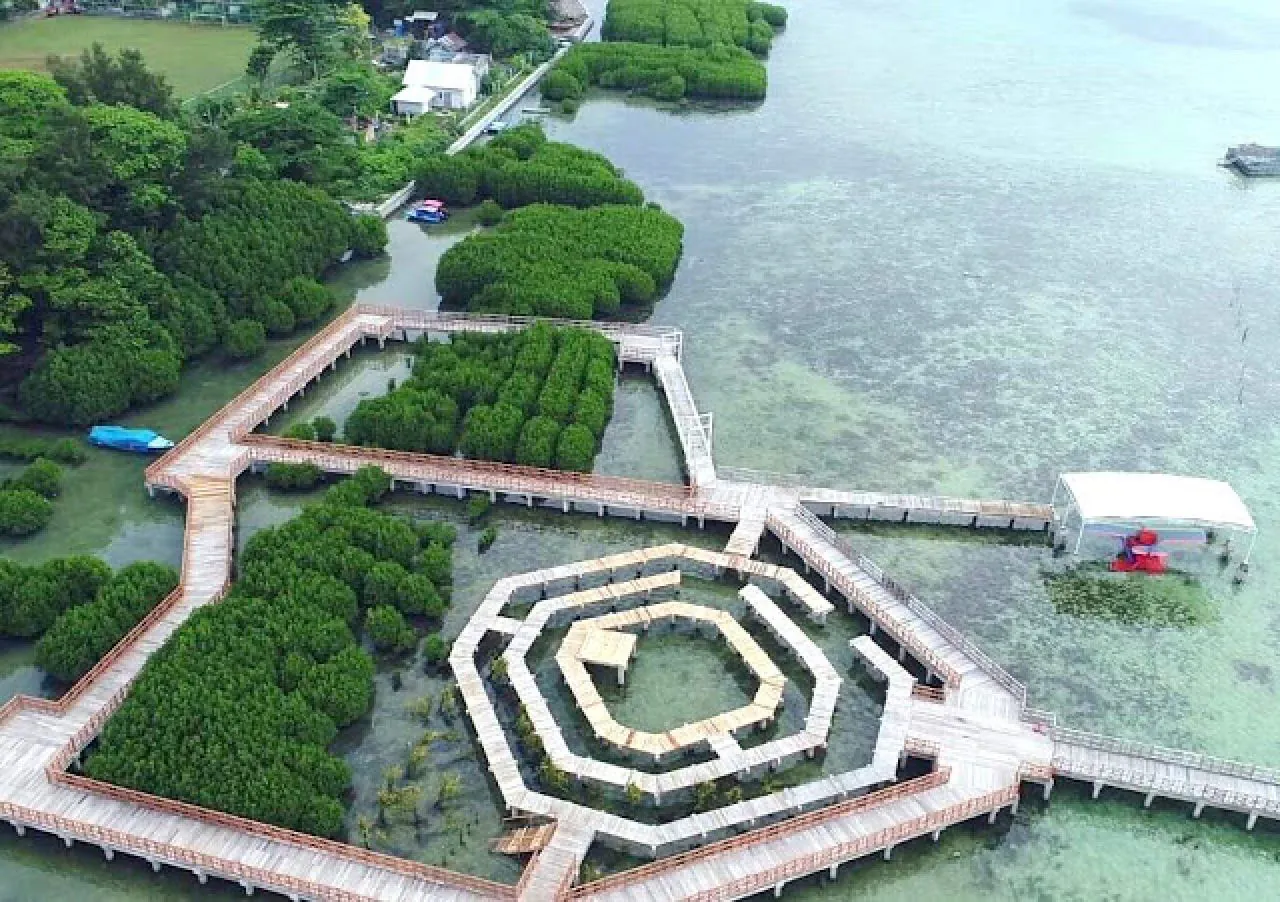 Mangrove dengan jembatan heksagonal