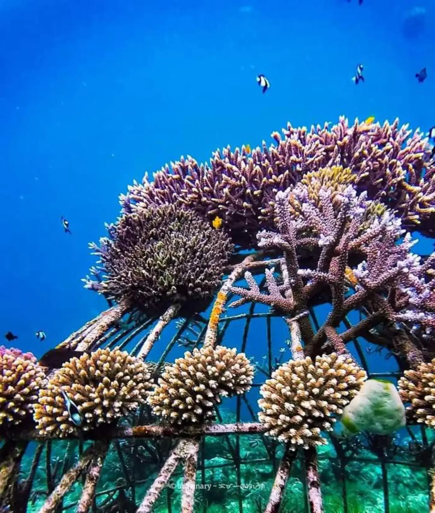 Transplantasi terumbu karang